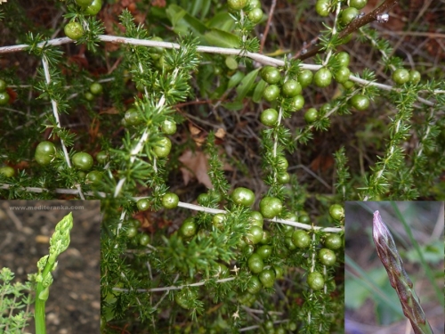 berries