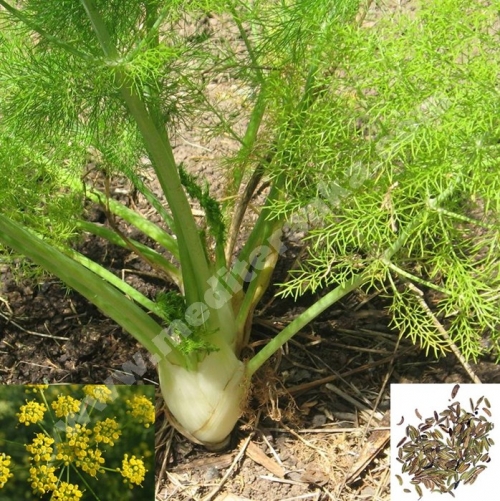 fennel
