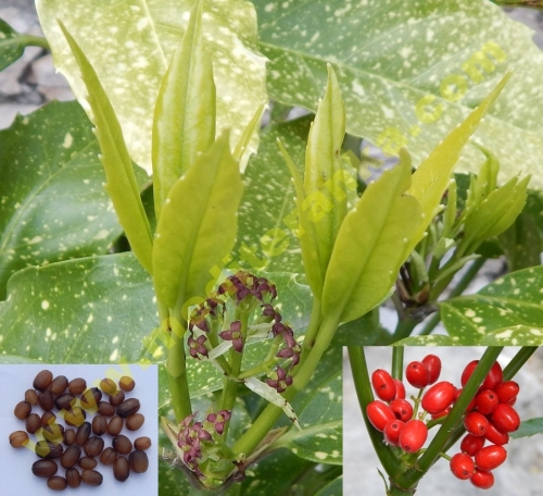 laurel