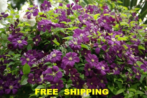 clematis viticella