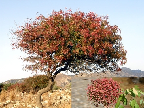 terebinth