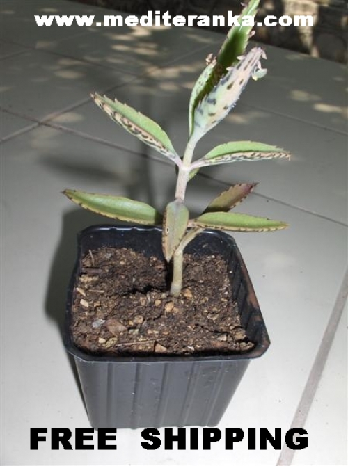 plant