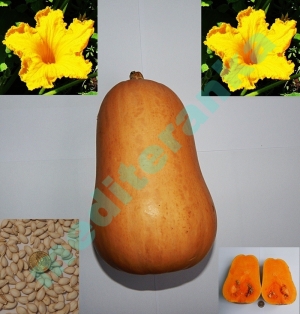 Mu&scaron;katna tikva