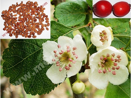 english hawthorn