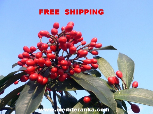 skimmia japonica