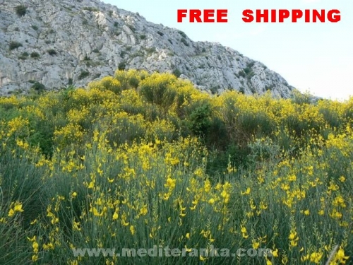 Spanish Broom