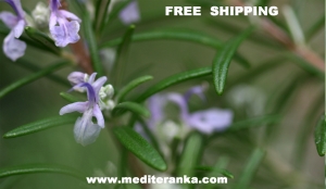 ROSMARINI OFFICINALIS