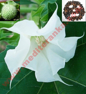 datura