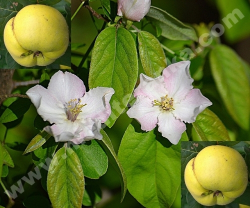 quince