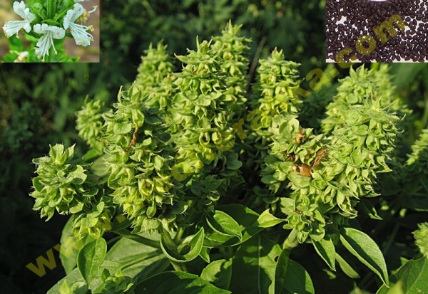 Basil