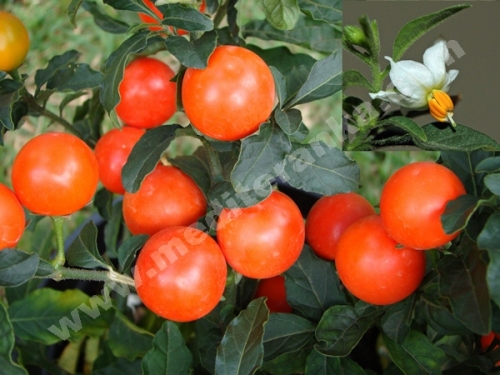 Jerusalem cherry