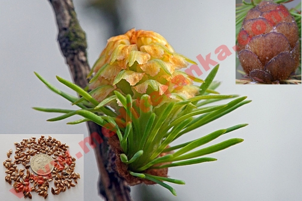 Russian larch