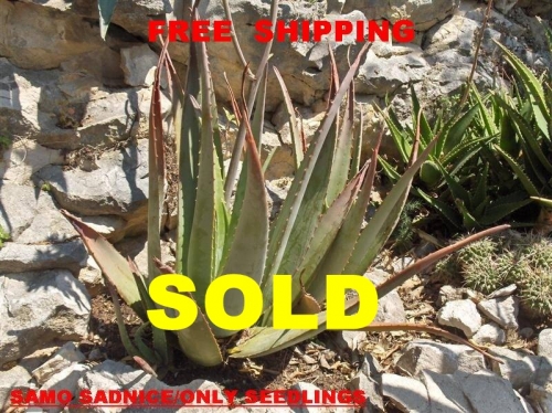 Aloe vera