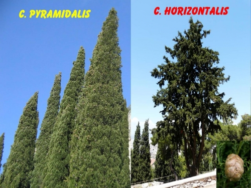 cypress