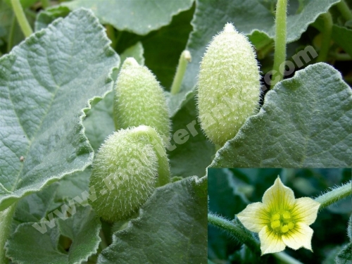 exploding cucumber