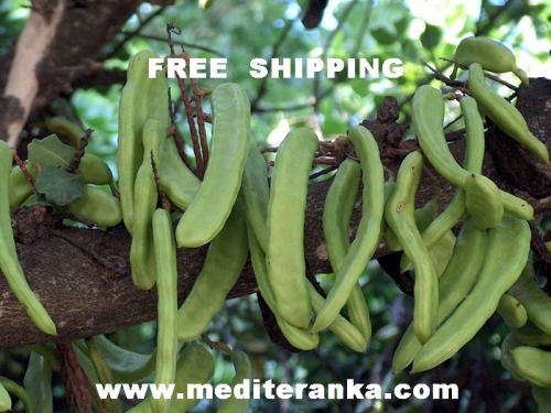 fruit