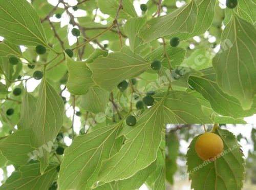 berries