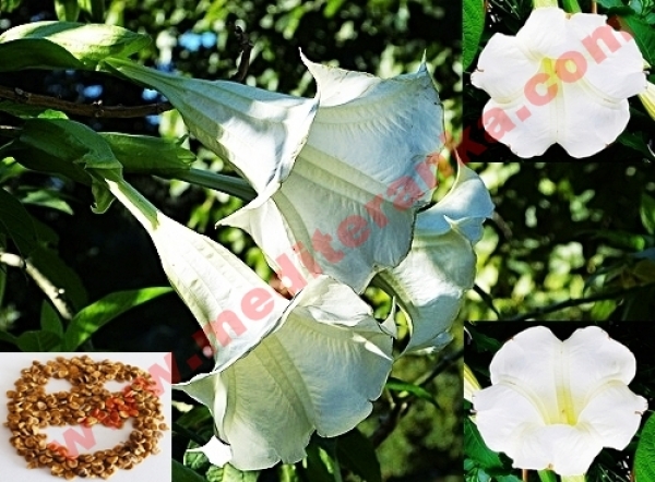 sacred datura