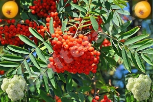 Jarebika