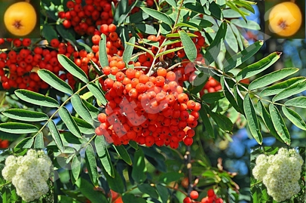 Rowan