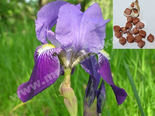 iris