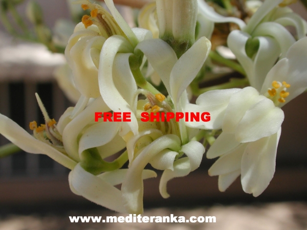 moringa flower
