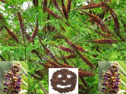 Indigo bush