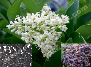 ligustrum