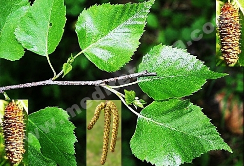 silver birch