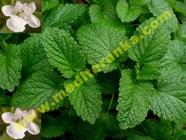 Lemon balm