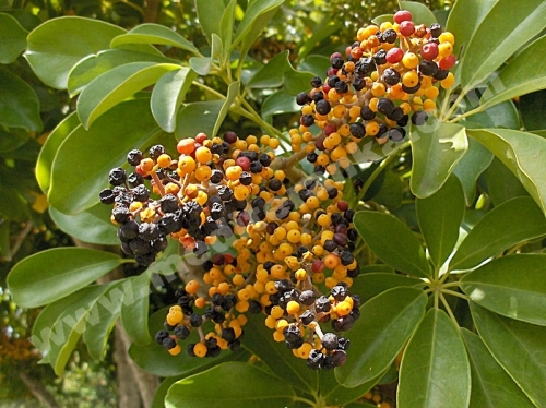 berries