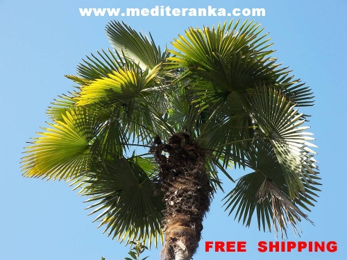 Mediterranean palm