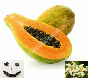 plod papaje