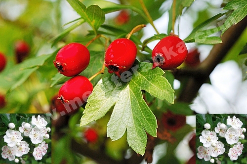 hawthorn