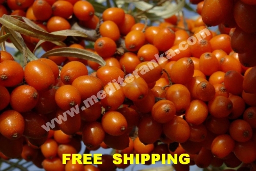 berries