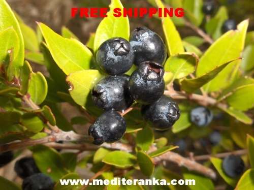 fruit