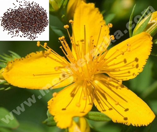 St John's wort