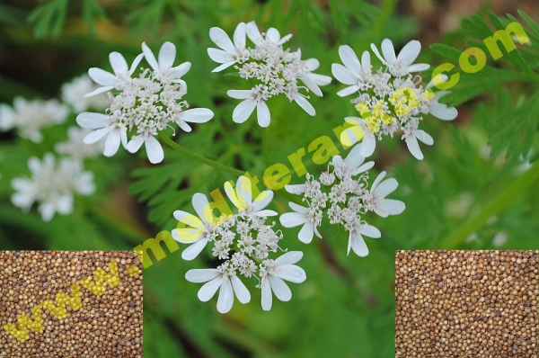 Coriander