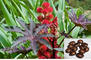ricinus