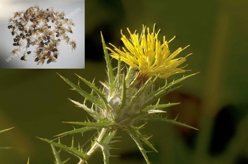 C. lanatus