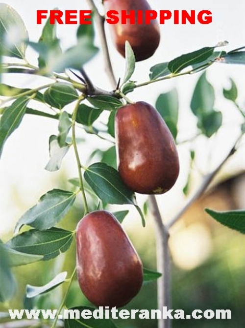 Jujube
