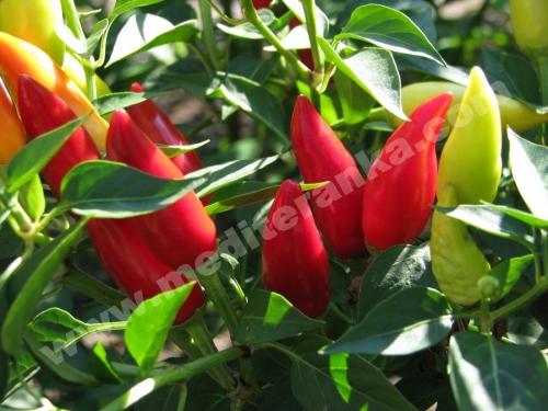 chili