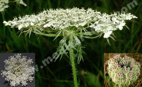daucus carota