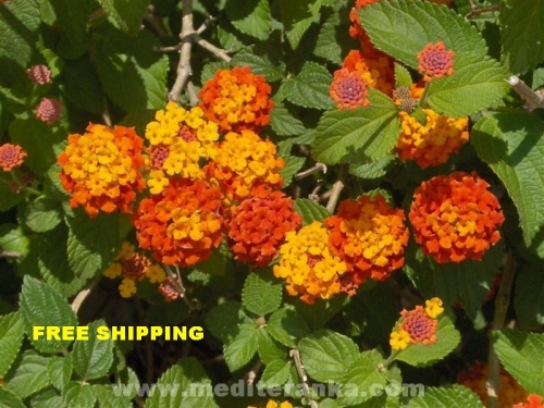 Lantana bicolor