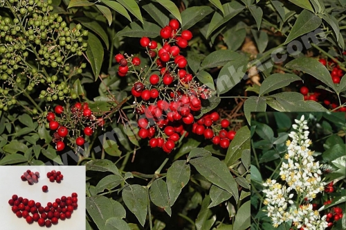 nandina