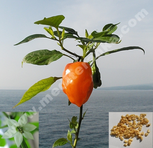 habanero orange