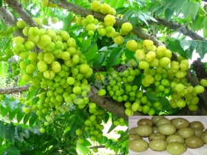 amla