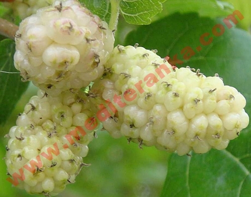 White mulberry