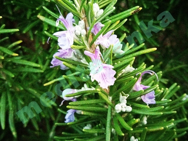 Rosemary