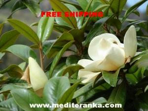 magnolia